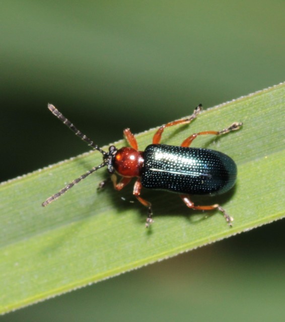Oulema melanopus/duftschmidi
