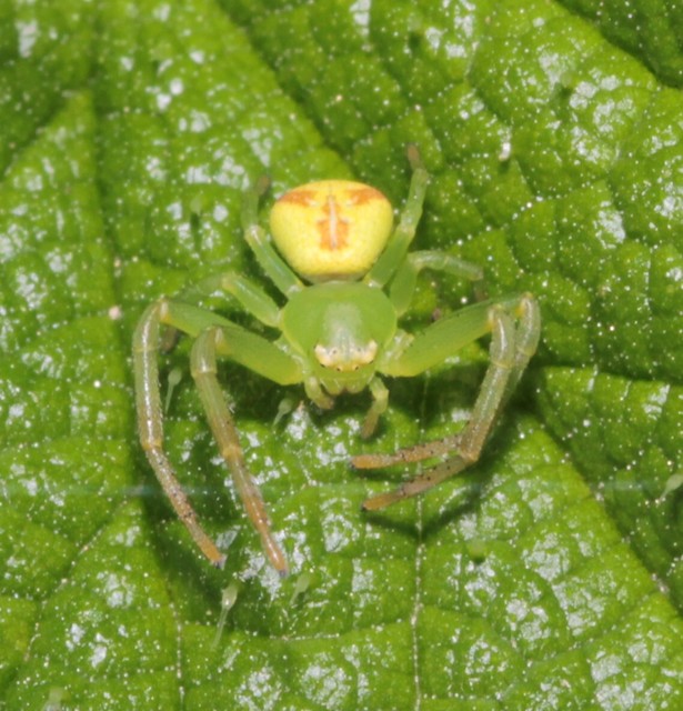 Ebrechtella tricuspidata - alakoskodó karolópók