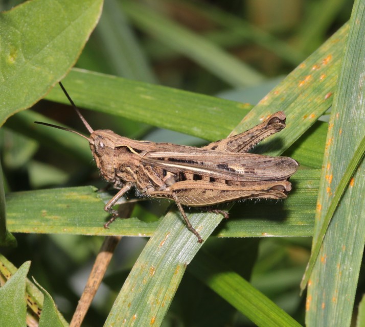 Chorthippus (Glyptobothrus) (subgenus)