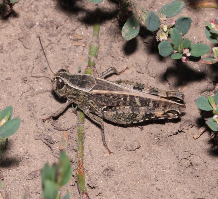 Calliptamus italicus - olaszsáska