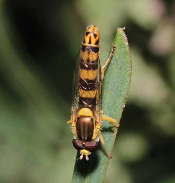 Sphaerophoria