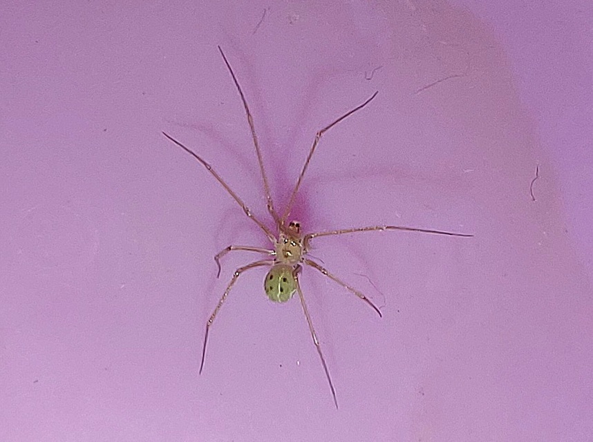 Spermophora senoculata - sápadt kis-álkaszáspók