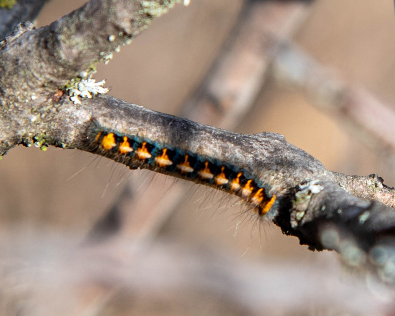 Lasiocampa quercus - tölgyfaszövő