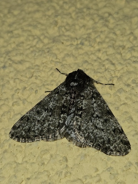 Apocheima pilosaria - zöldes tavasziaraszoló