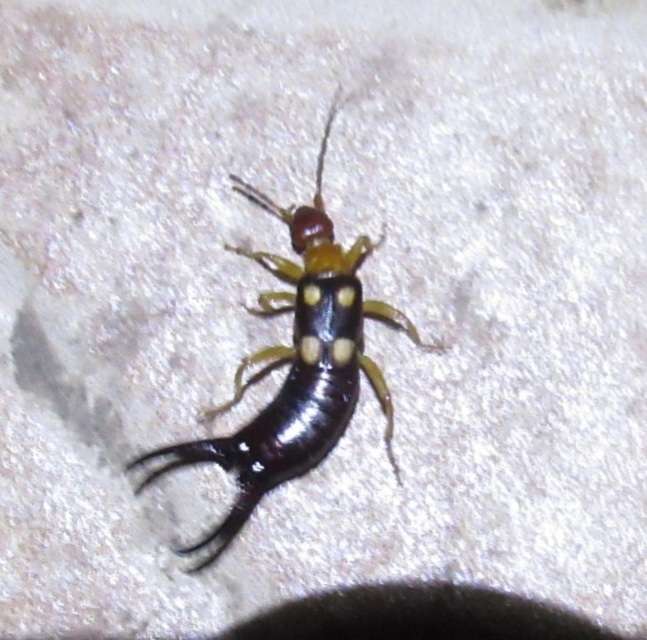 Forficula smyrnensis - szmirnai fülbemászó