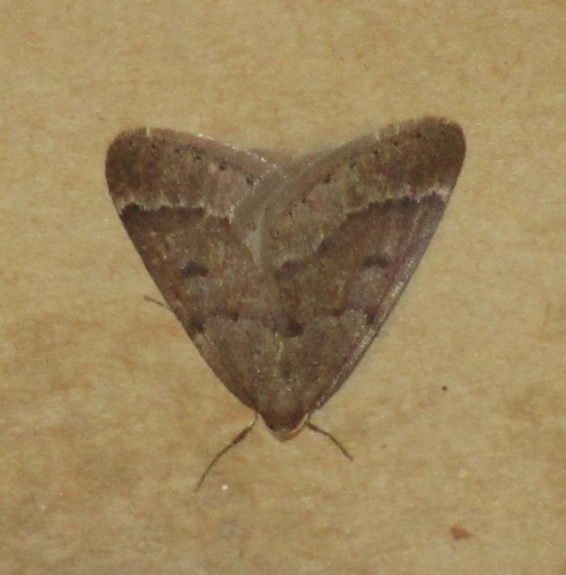 Theria rupicapraria - tavaszi kökényaraszoló