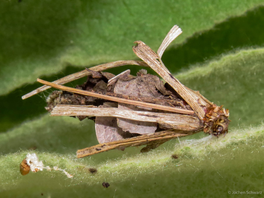 Canephora hirsuta - kormos zsákhordólepke
