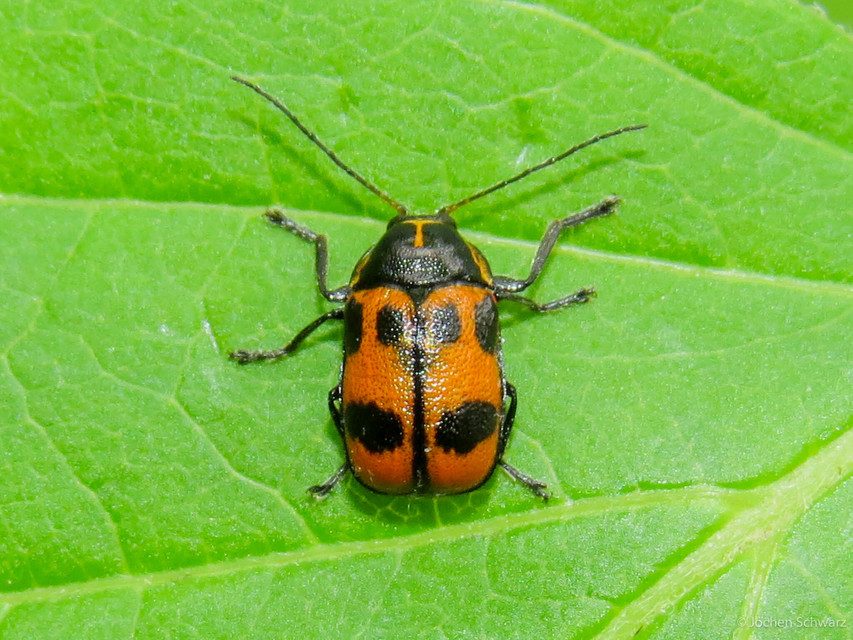 Cryptocephalus sexpunctatus - hatfoltos zömökbogár Cryptocephalus sexpunctatus - hatfoltos zömökbogár