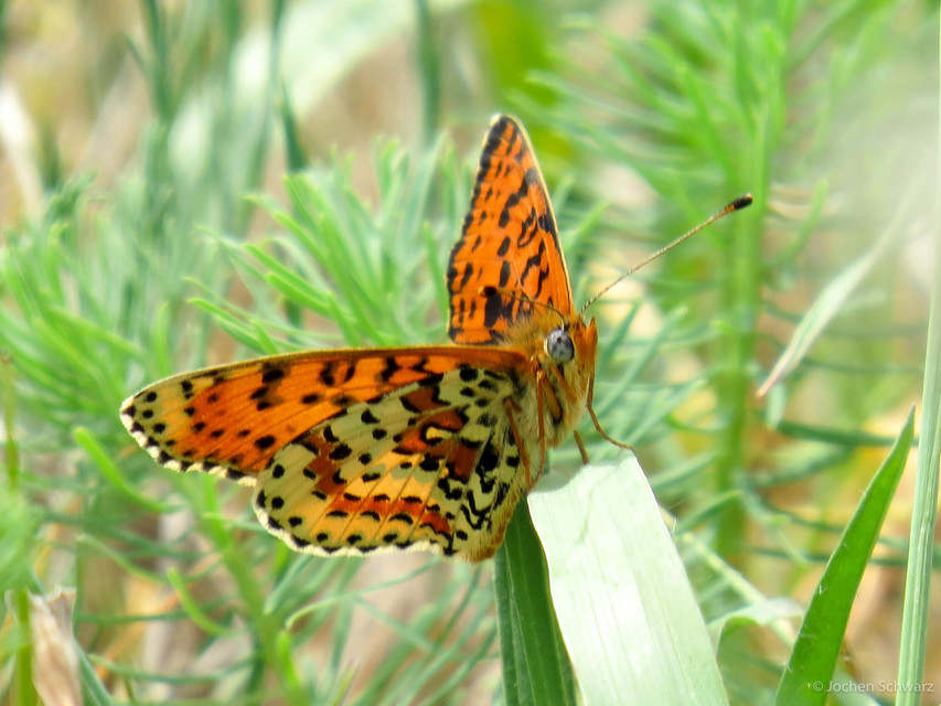 Melitaea didyma - tüzes tarkalepke
