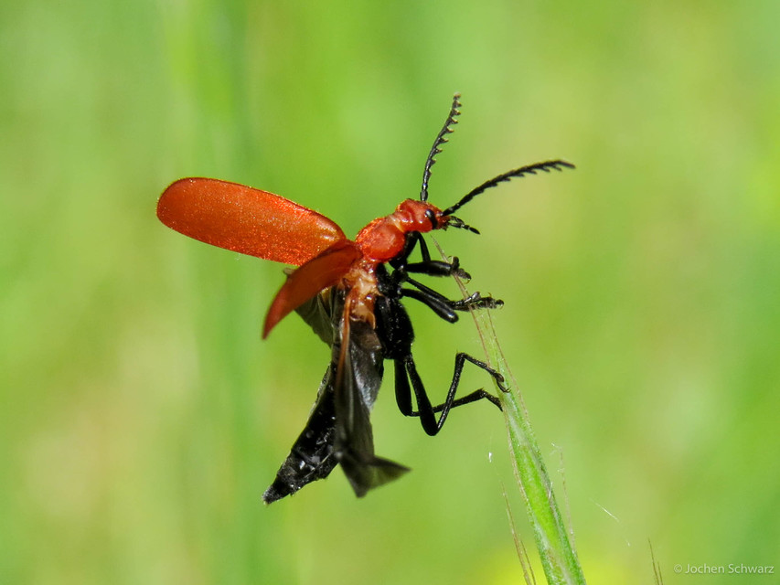 Pyrochroa serraticornis - közép-bíborbogár
