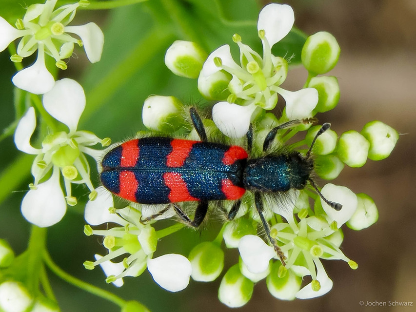Trichodes favarius - hatfoltos méhészbogár