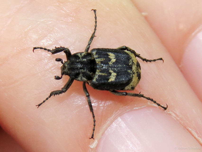 Valgus hemipterus - suta virágbogár