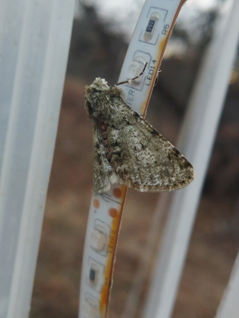 Apocheima pilosaria - zöldes tavasziaraszoló