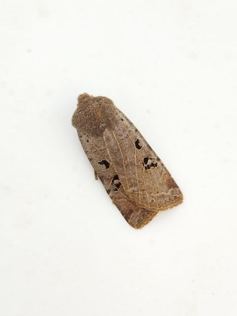Conistra rubiginosa - szürke télibagoly