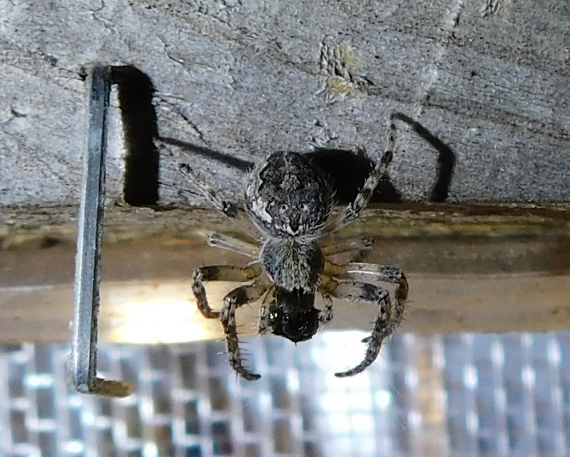 Larinioides ixobolus - ereszalji keresztespók