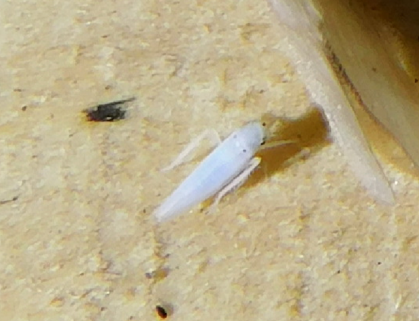 Zygina nivea