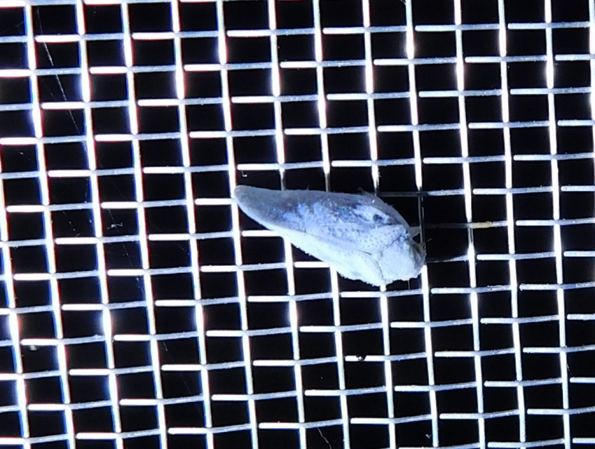 Metcalfa pruinosa - amerikai lepkekabóca