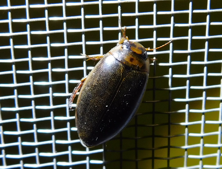 Rhantus