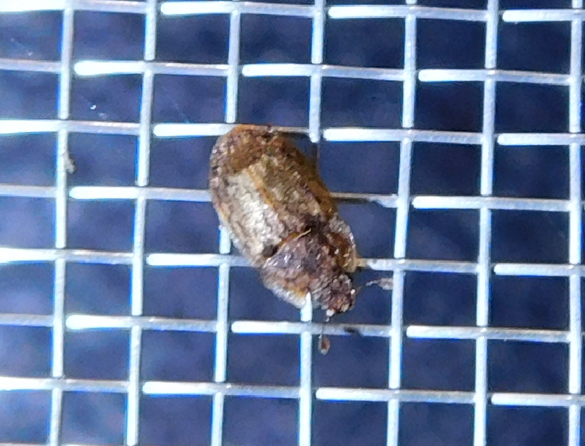 Soronia grisea - pettyegetett fénybogár