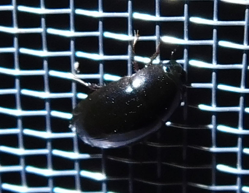 Limnoxenus niger - fekete csibor