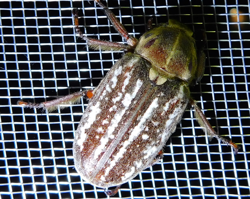 Anoxia orientalis - keleti cserebogár