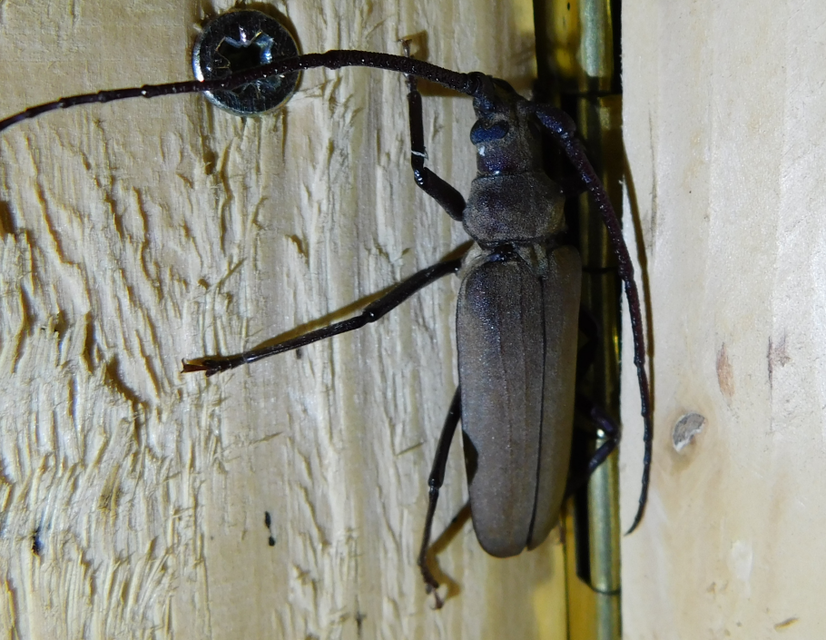 Aegosoma scabricorne - diófacincér