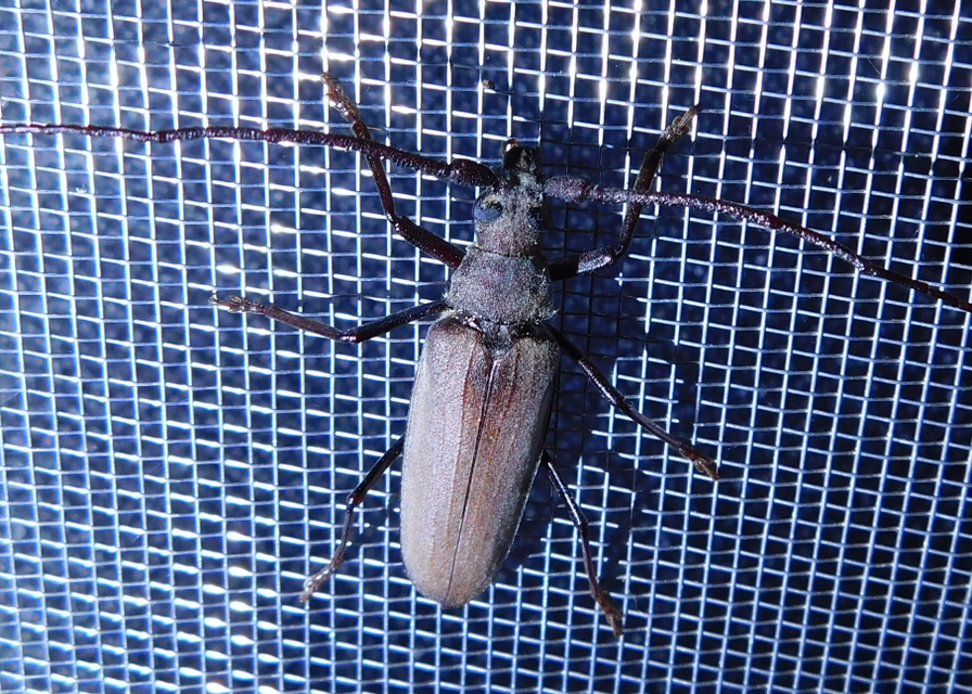 Aegosoma scabricorne - diófacincér