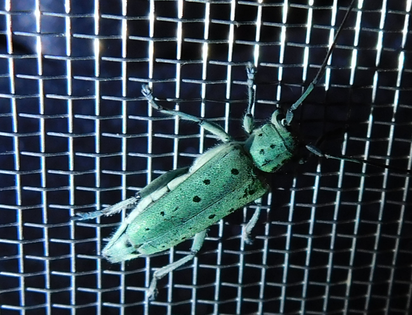 Saperda punctata - pettyes szilcincér Saperda punctata - pettyes szilcincér