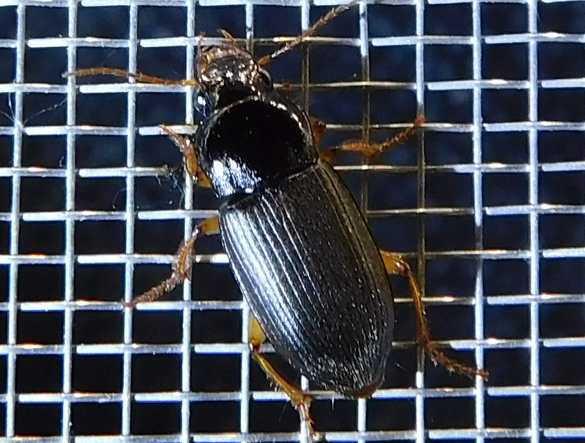 Harpalus griseus - kis selymesfutó