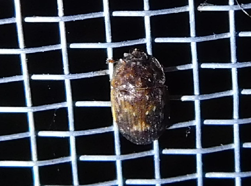 Soronia grisea - pettyegetett fénybogár