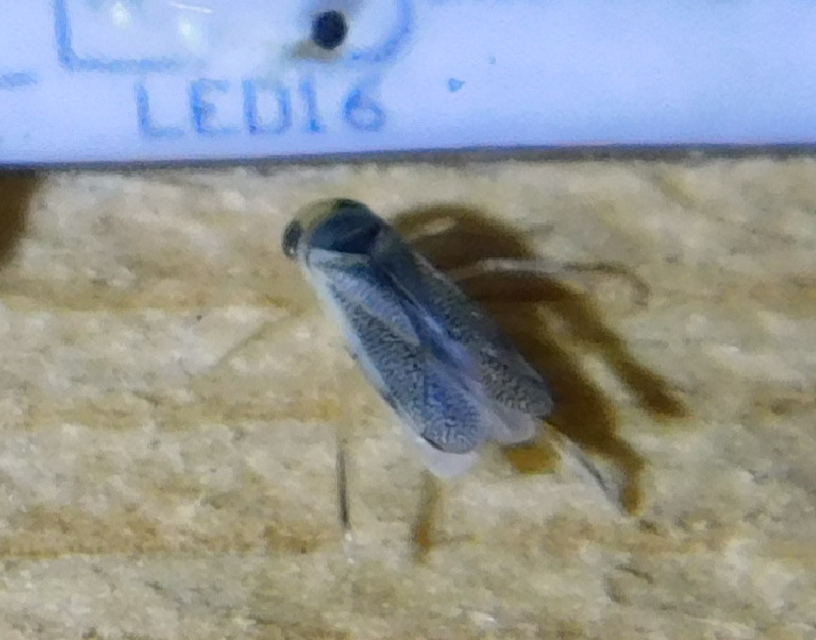 Corixidae - búvárpoloskák Corixidae - búvárpoloskák