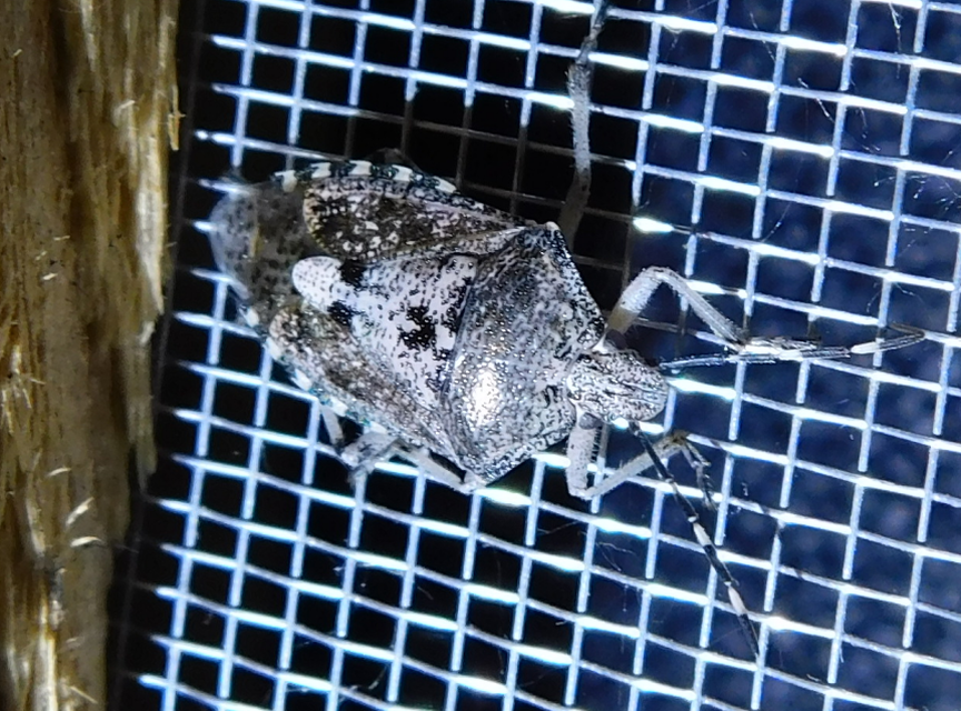 Rhaphigaster nebulosa - bencepoloska