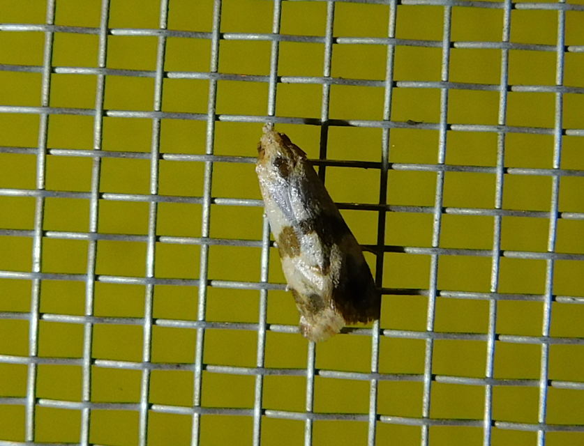 Phalonidia contractana - pipitér-fúrómoly