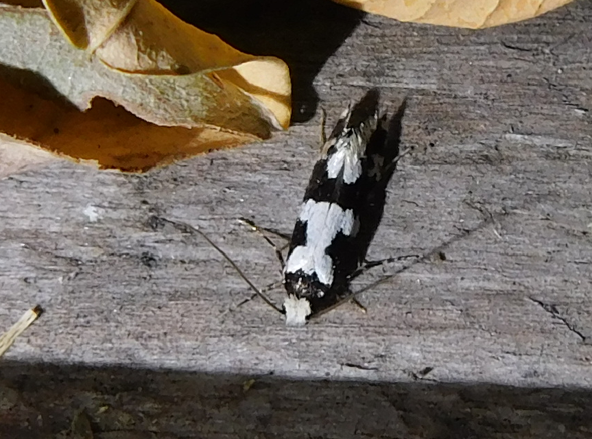 Neurothaumasia ankerella - magyarmoly