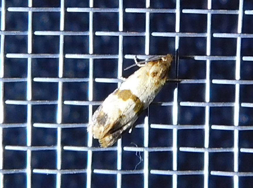 Phalonidia contractana - pipitér-fúrómoly