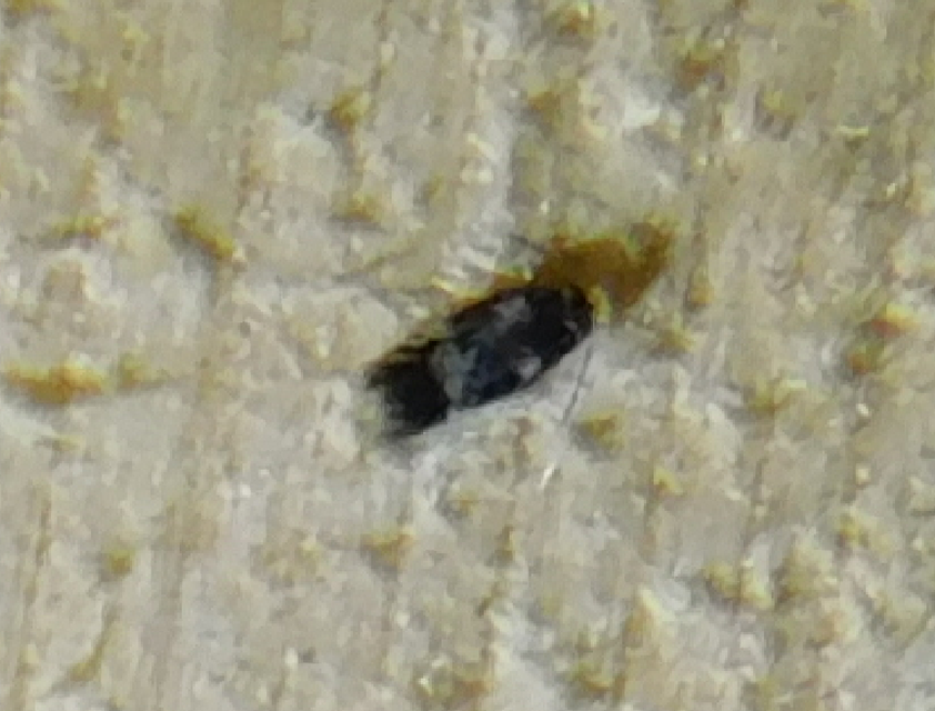 Nepticulidae - törpemolyfélék