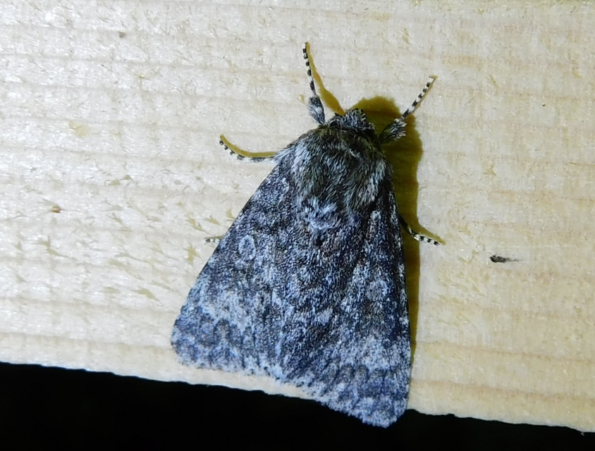 Acronicta megacephala - nagyfejű szigonyosbagoly