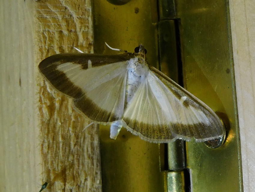 Cydalima perspectalis - puszpáng-tűzmoly