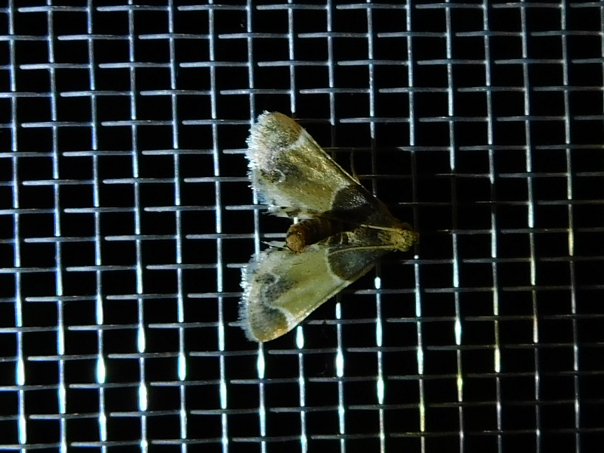Pyralis farinalis - lisztilonca