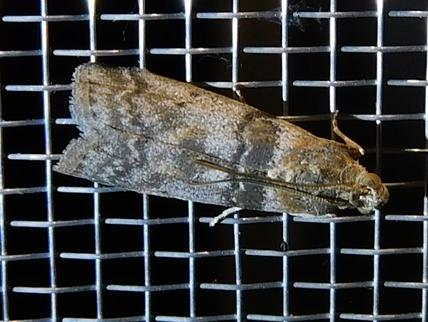 Sciota