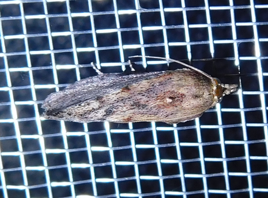 Galleria mellonella - nagy viaszmoly