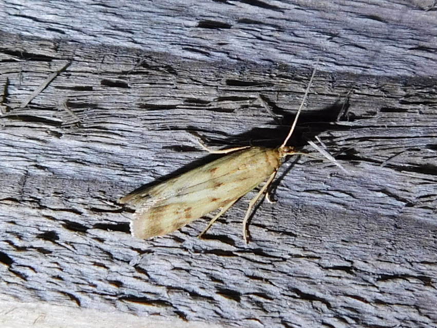Homoeosoma sinuella - agyagsárga karcsúmoly