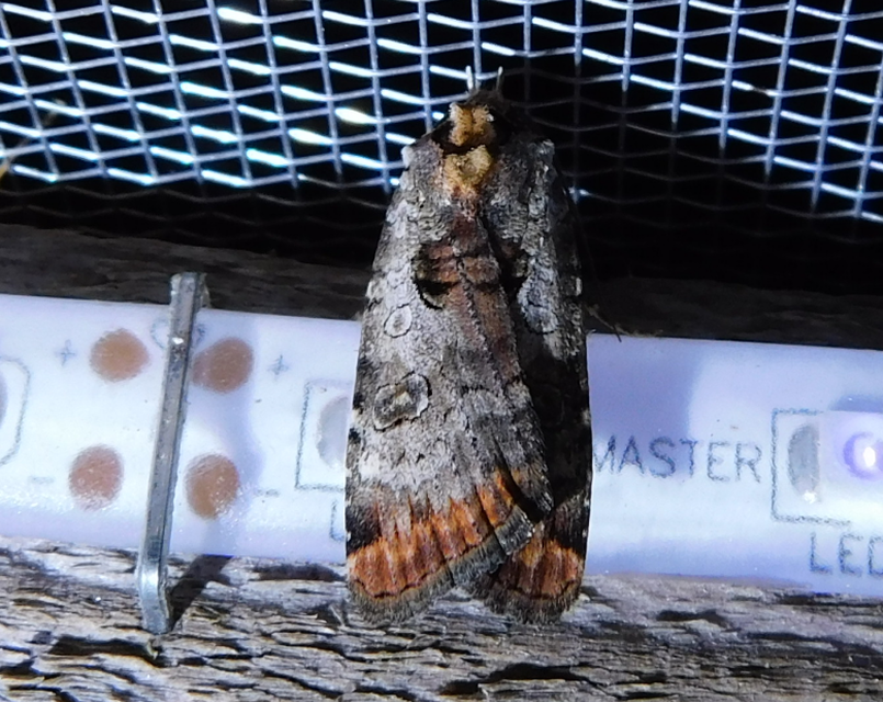 Epilecta linogrisea - karcsú sárgafűbagoly