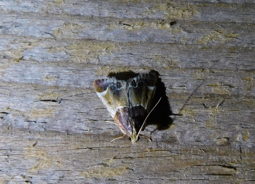 Pyralis farinalis - lisztilonca