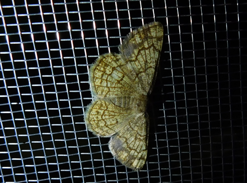 fehérnyár-araszoló - Stegania dilectaria