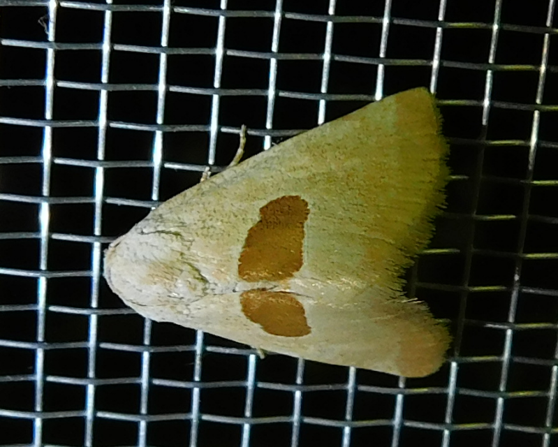 Calymma communimacula - pajzstetűfaló bagoly