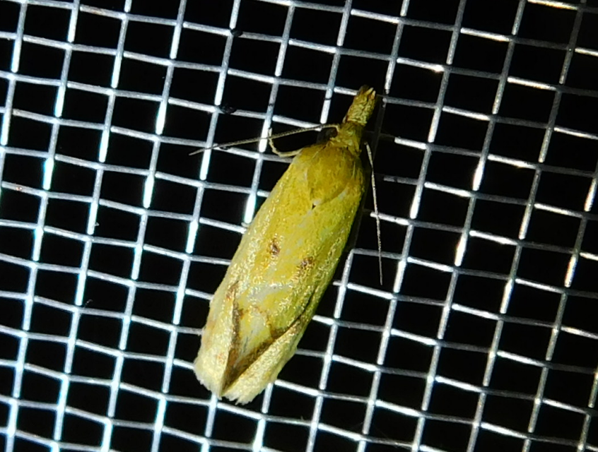 Agapeta hamana - közönséges sárgamoly