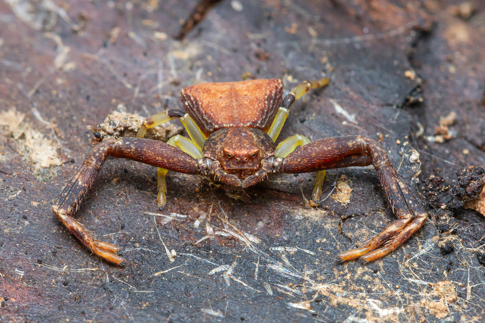 Pistius truncatus - csonka karolópók