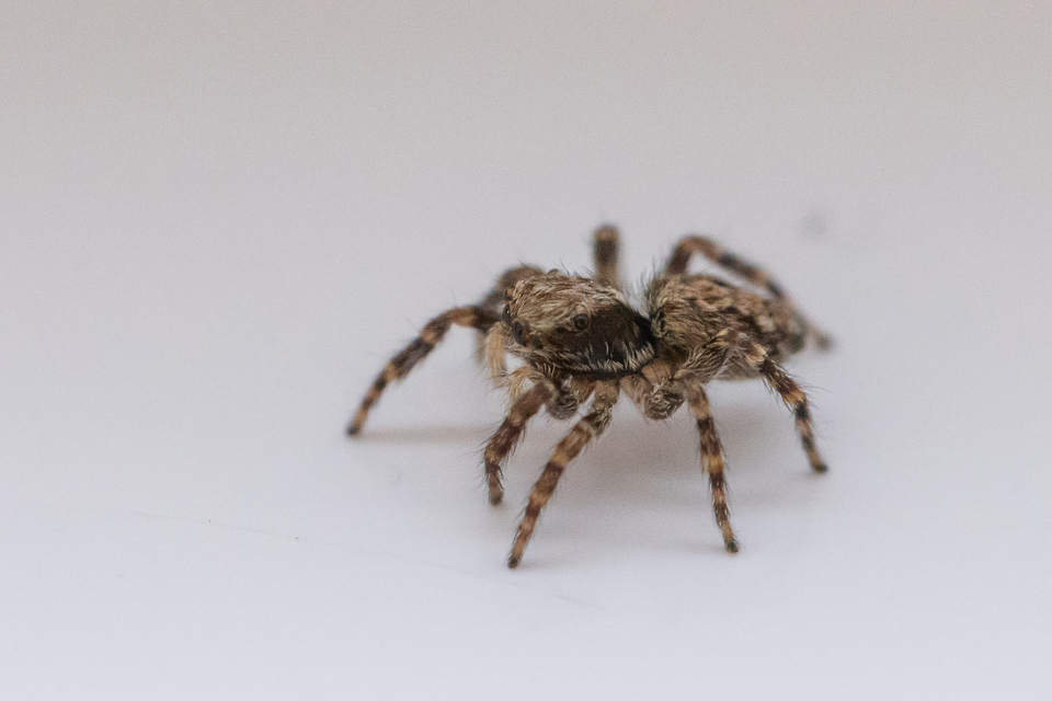 Pseudeuophrys lanigera - szobai ugrópók