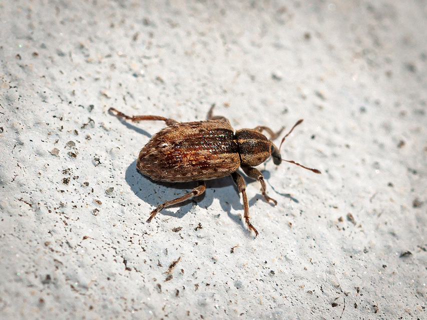 Curculionidae - ormányosbogár-félék Curculionidae - ormányosbogár-félék